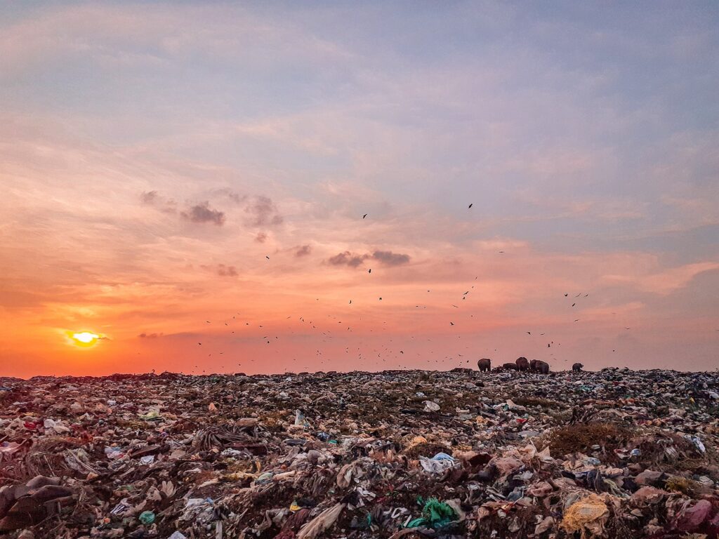 विश्व पर्यावरण दिवस 2025