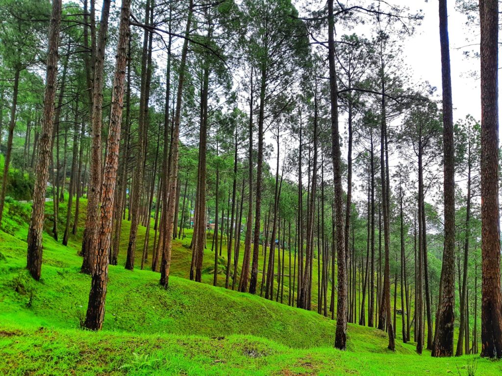 ranikhet